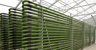 Algae Biofuel Production