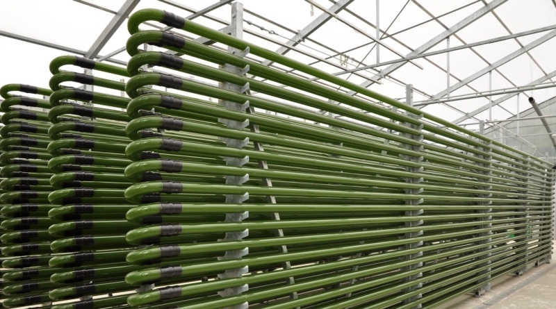Algae Biofuel Production